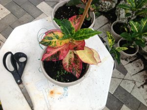 photo.jpg