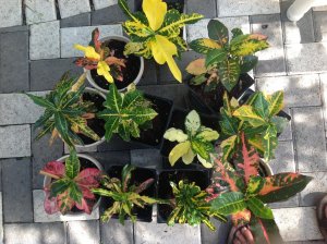 photo.JPGpot1.jpg