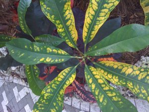 photo.JPGflame1.jpg