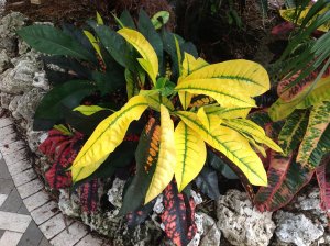 photo.JPGflame4.jpg