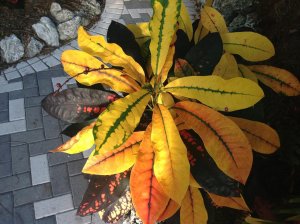 photo.JPGflame6.jpg