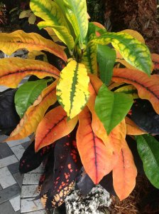 photo.JPGflame9.jpg