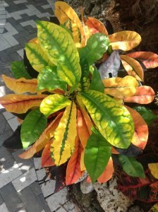 photo.JPGflame10.jpg