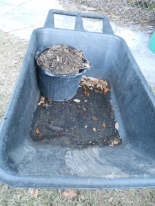 mulching 2.JPG