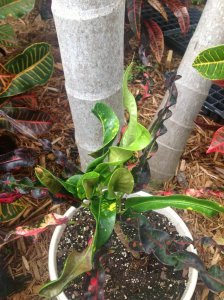 photo.JPGthai10.jpg