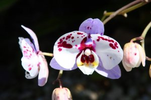 IMG_0764.jpg