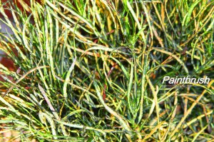 IMG_0776.jpg