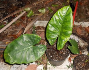 Colocasia sp 1.JPG