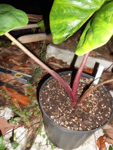 Colocasia sp 2.JPG