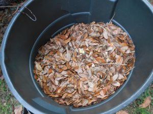 Oak leaves 1.JPG