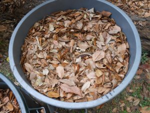 Oak leaves 2.JPG