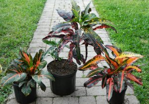 crotonauction1.jpg