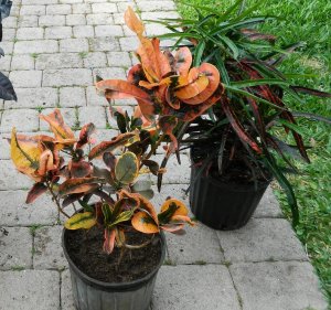 DSCN0270.jpg