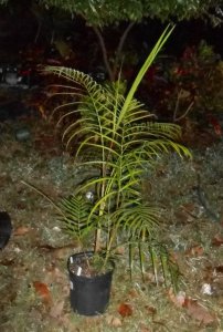 Dypsis psammophila 1.JPG