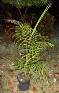 Dypsis psammophila 2.JPG