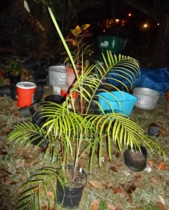 Dypsis psammophila 3.JPG