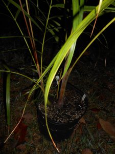 Dypsis psammophila 4.JPG
