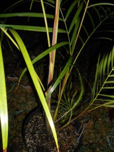 Dypsis psammophila 5.JPG