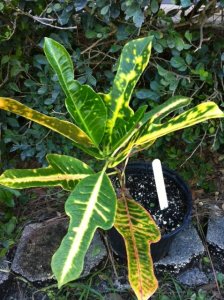 pretty bird-5.8.13.JPG