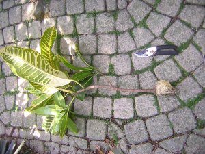 DSCN4337.jpg