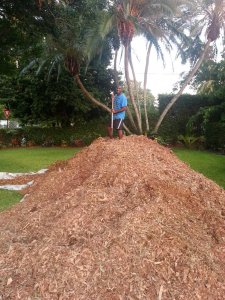 Mike on Mulch pile.jpg