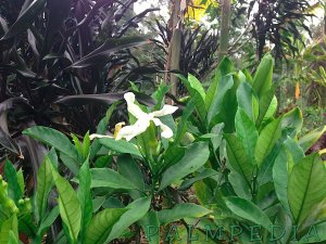 IMG_1148PT.jpg