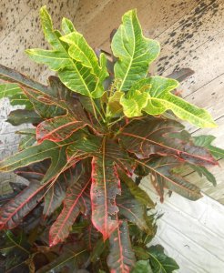 Norman Rockwell 1.JPG