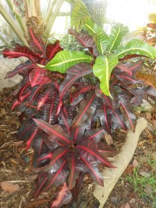 Caribbean Star 1.JPG