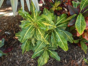 Yellow Duncan Macaw 1.JPG