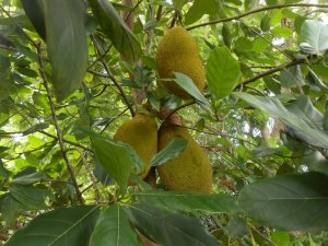 Jak Fruit 4.JPG