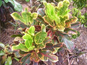 DSCN4487.jpg