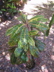 DSCN4490.jpg