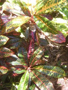 DSCN4491.jpg