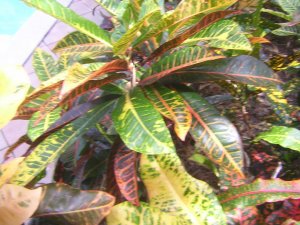 DSCN4517.jpg