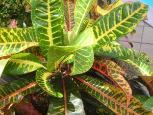 DSCN4518.jpg
