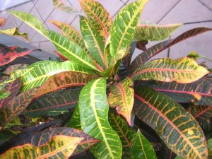 DSCN4519.jpg