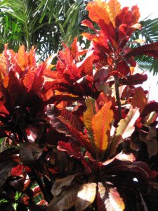 IMG_5153.JPG