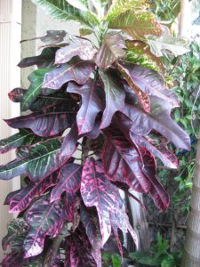 IMG_5196.JPG