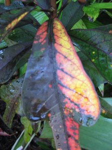 IMG_5210.JPG