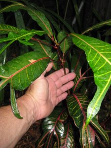 IMG_5213.JPG