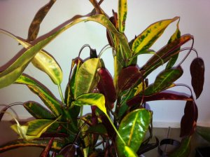 CROTON~1.jpg