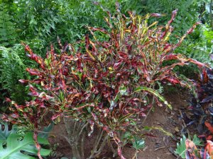 01 CURLY BOY-UNSURE.jpg