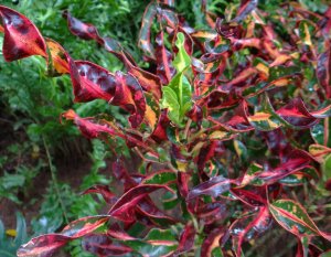 2 CURLY BOY-UNSURE.jpg