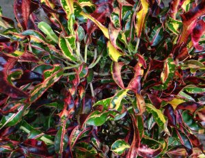 3 CURLY BOY-UNSURE.jpg