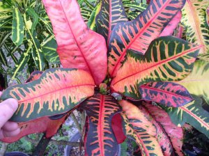 crotons 003.jpg