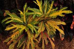 DSC_0137.jpg