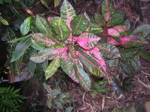 DSCN4770.jpg