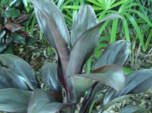 IMG_0775.jpg