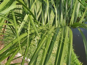 IMG_1099.jpg
