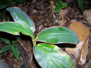 DSCN4805.jpg
